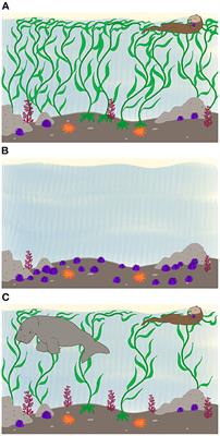 Impact of the extinct megaherbivore Steller's sea cow (Hydrodamalis gigas) on kelp forest resilience